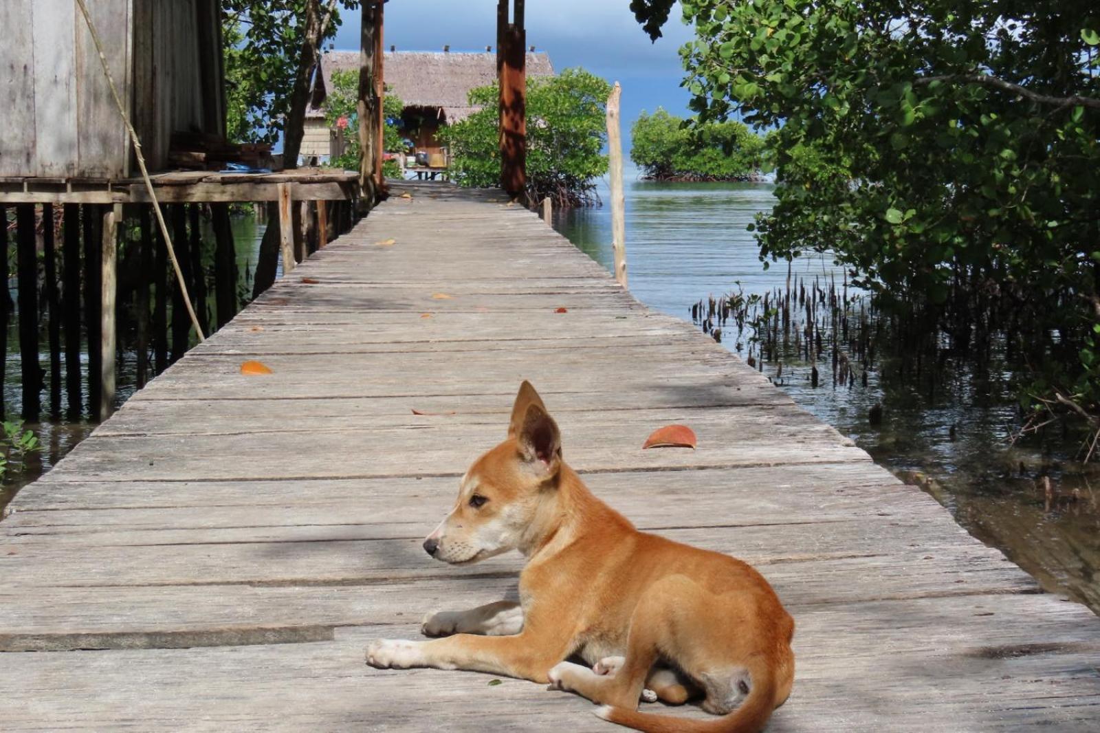 Nyanse Homestay - Raja Ampat Besir Zewnętrze zdjęcie